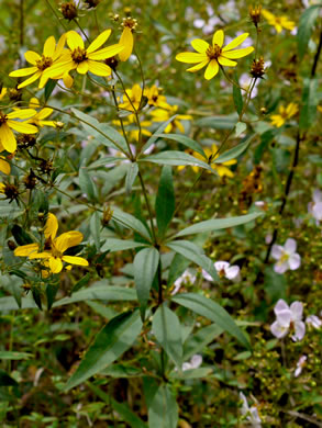 image of Coreopsis major var. rigida, Whorled Coreopsis, Stiffleaf Coreopsis, Greater Tickseed, Whorled Tickseed