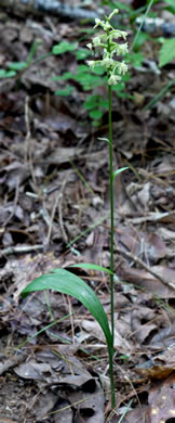 image of Platanthera clavellata, Small Green Wood Orchid, Club-spur Orchid, Woodland Orchid, Streamhead Orchid