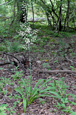 image of Melanthium hybridum, Crisped Bunchflower, Broadleaf Bunchflower, Slender Bunchflower