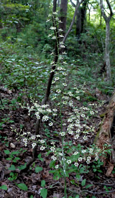 image of Melanthium hybridum, Crisped Bunchflower, Broadleaf Bunchflower, Slender Bunchflower