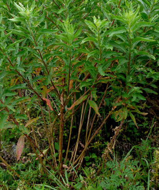 image of Oenothera biennis, Common Evening-primrose