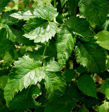 Water-hemlock