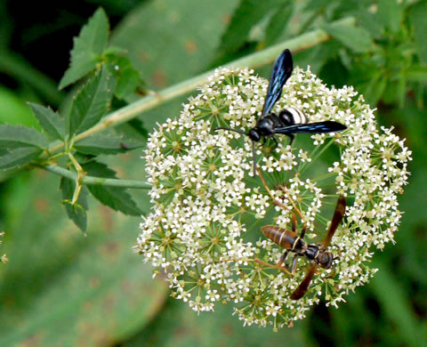 image of Cicuta maculata var. maculata, Water-hemlock, Spotted Cowbane