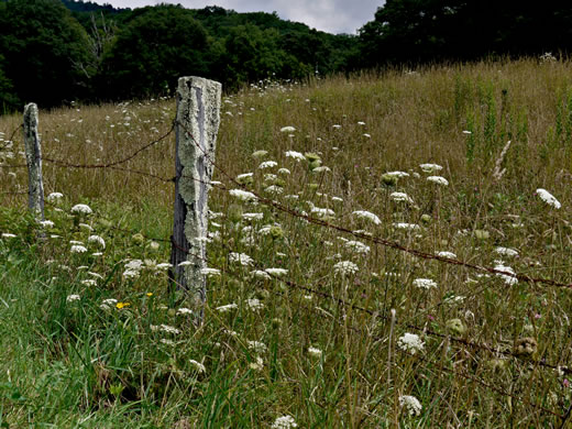 image of Daucus carota ssp. carota, Queen Anne's Lace, Wild Carrot, Bird's Nest