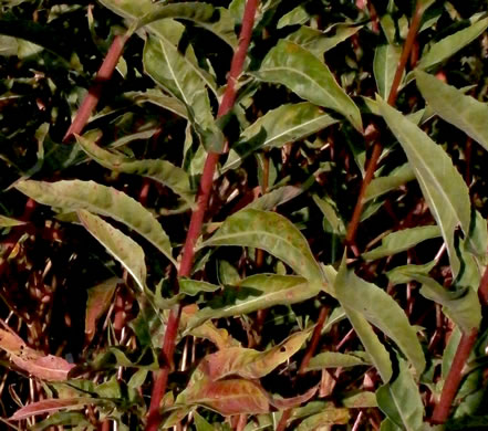 image of Oenothera biennis, Common Evening-primrose