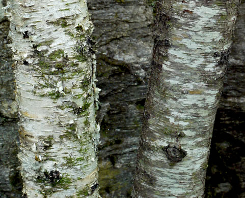 image of Betula alleghaniensis, Yellow Birch