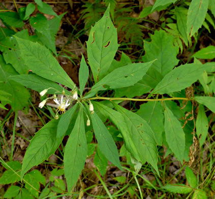 image of Oclemena acuminata, Whorled Nodding-aster, Whorled Wood-aster, Whorled Aster, Floral Wood Aster