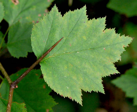 image of Crataegus schuettei, Schuette's Hawthorn