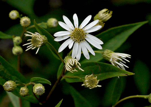 image of Doellingeria umbellata var. umbellata, Northern Tall Flat-top White Aster, Northern Tall Whitetop Aster, Northern Tall Flat-top Aster