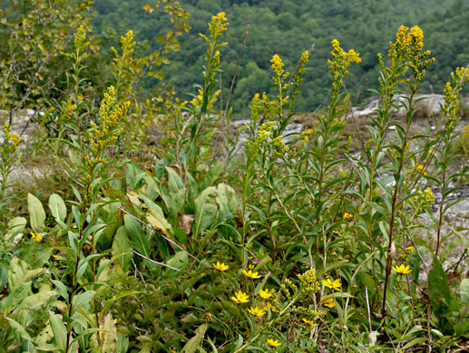 image of Solidago simulans, Granite Dome Goldenrod, Cliffside Goldenrod