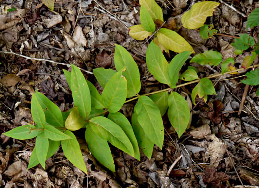 image of Lysimachia fraseri, Fraser's Loosestrife