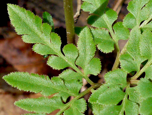 image of Sceptridium biternatum, Southern Grapefern