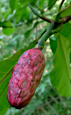 image of Magnolia tripetala, Umbrella Magnolia, Umbrella-tree