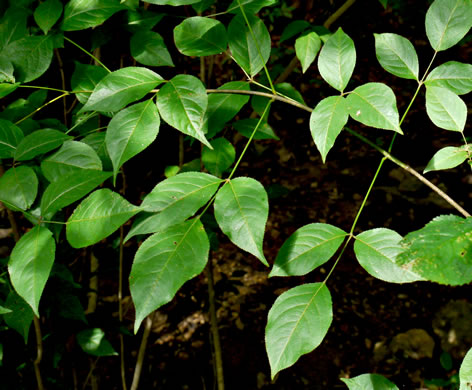 image of Staphylea trifolia, Bladdernut