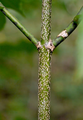 image of Staphylea trifolia, Bladdernut