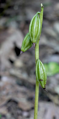 image of Aplectrum hyemale, Puttyroot, Adam-and-Eve