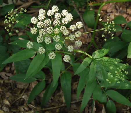 Cowbane