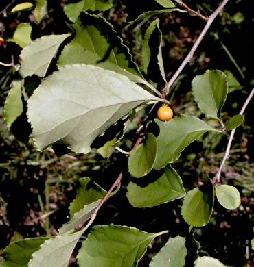 image of Celastrus orbiculatus, Oriental Bittersweet