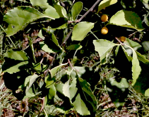 image of Celastrus orbiculatus, Oriental Bittersweet