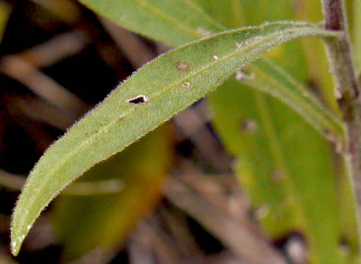 image of Liatris scariosa, Northern Blazing-star