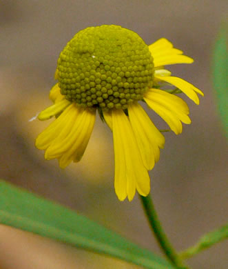 image of Helenium autumnale, Common Sneezeweed