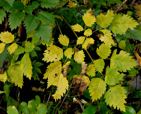 image of Ligusticum canadense, American Lovage