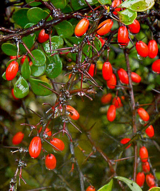 image of Berberis thunbergii, Japanese Barberry