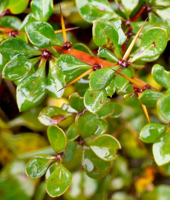 image of Berberis thunbergii, Japanese Barberry