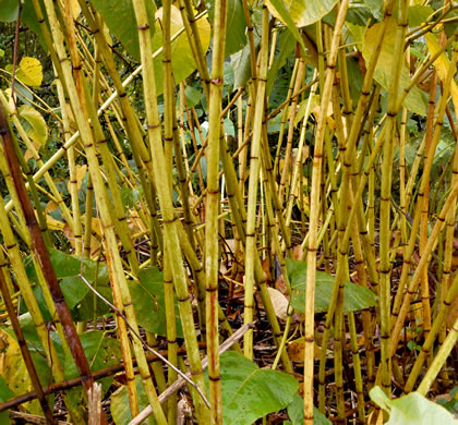 image of Reynoutria sachalinensis, Giant Knotweed, Sachaline