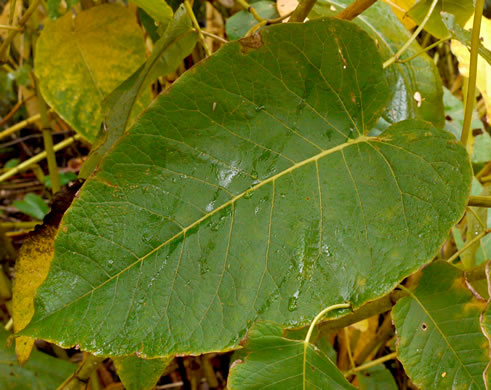 image of Reynoutria sachalinensis, Giant Knotweed, Sachaline