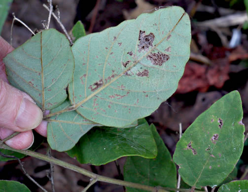 image of Desmodium viridiflorum, Velvety Tick-trefoil, Velvety Tick-clover