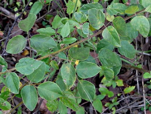 image of Desmodium laevigatum, Smooth Tick-trefoil