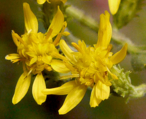 image of Solidago petiolaris var. petiolaris, Downy Ragged Goldenrod, Downy Goldenrod