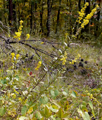 image of Solidago petiolaris var. petiolaris, Downy Ragged Goldenrod, Downy Goldenrod