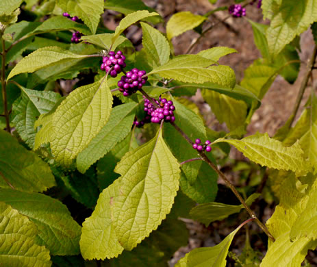 image of Callicarpa americana, American Beautyberry, French-mulberry, Beautybush