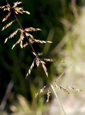 image of Sporobolus junceus, Sandhills Dropseed, Pineywoods Dropseed