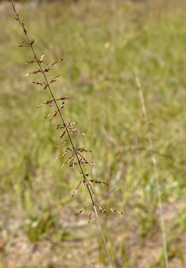 image of Sporobolus junceus, Sandhills Dropseed, Pineywoods Dropseed