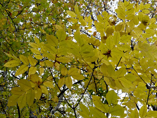 image of Fraxinus biltmoreana, Biltmore Ash, Biltmore White Ash