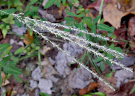 panicle