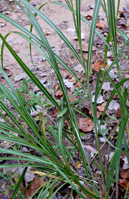 image of Miscanthus sinensis, Chinese Silvergrass, Eulalia