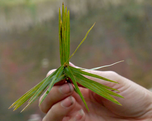 image of Dulichium arundinaceum var. arundinaceum, Threeway Sedge