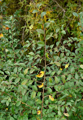 image of Ulmus parvifolia, Lacebark Elm, Chinese Elm