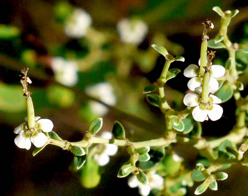 image of Euphorbia pubentissima, False Flowering Spurge, Southeastern Flowering Spurge, Southern Flowering Spurge