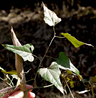 image of Nephroia carolina, Carolina Moonseed, Coralbeads, Carolina Snailseed, Red Moonseed