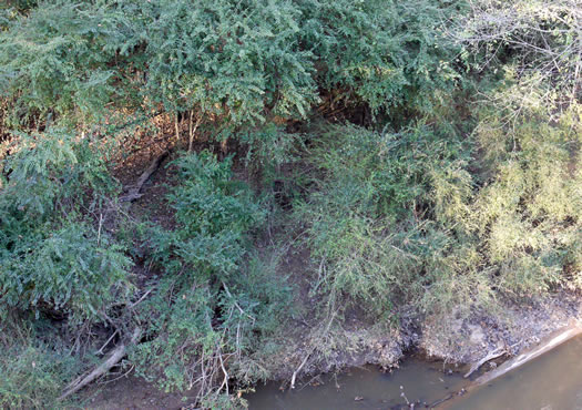 image of Ligustrum sinense, Chinese Privet, "privy hedge"