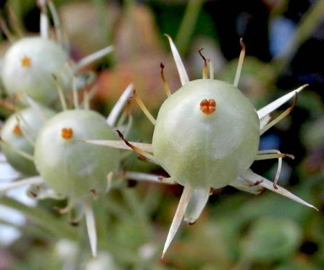 image of Parnassia caroliniana, Carolina Grass-of-Parnassus, Savanna Parnassia, Eyebright