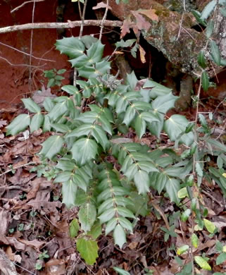 image of Mahonia bealei, Leatherleaf Mahonia, Chinese Mahonia, Holly-grape