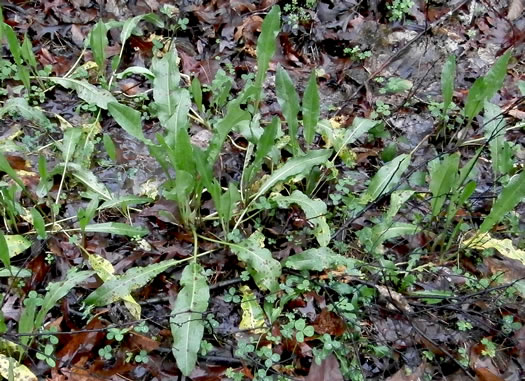 image of Rumex crispus ssp. crispus, Curly Dock, Yellow Dock