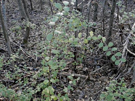 image of Lonicera fragrantissima, Sweet-breath-of-spring, Winter Honeysuckle