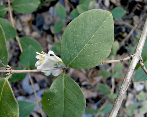 image of Lonicera fragrantissima, Sweet-breath-of-spring, Winter Honeysuckle